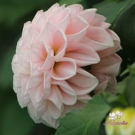 Opal Dahlia Knöl