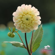 Opal Dahlia Knöl