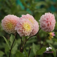 Opal Dahlia Knöl