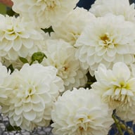Opportunity Dahlia Tuber