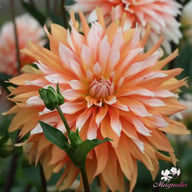 Orange and Snow Dahlia Knöl