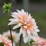 Orange and Snow Dahlia Knöl