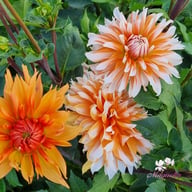 Orange and Snow Dahlia Knöl