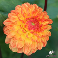 Orange Breeze Dahlia Tuber