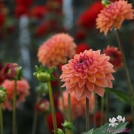Orange Breeze Dahlia Tuber