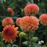 Orange Breeze Dahlia Tuber