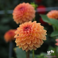 Orange Breeze Dahlia Tuber