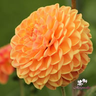 Orange Cassini Dahlia Tuber