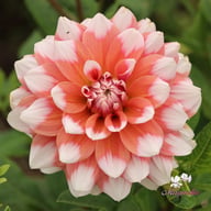 Orange Duet Dahlia Knöl