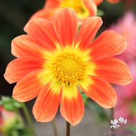Orange Emperor Dahlia Tuber