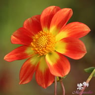 Orange Emperor Dahlia Tuber