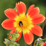 Orange Emperor Dahlia Tuber
