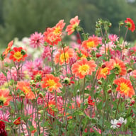 Orange Emperor Dahlia Tuber