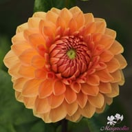 Orange Favourite Dahlia Tuber