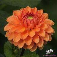 Orange Favourite Dahlia Tuber