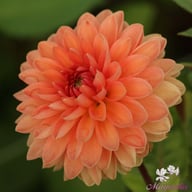 Orange Favourite Dahlia Tuber