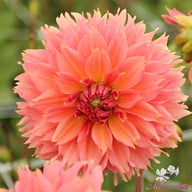 Orange Fubuki Dahlia Tuber