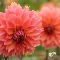 Orange Fubuki Dahlia Tuber