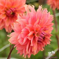 Orange Fubuki Dahlia Tuber