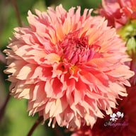 Orange Fubuki Dahlia Tuber
