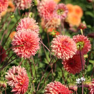Orange Fubuki Dahlia Tuber