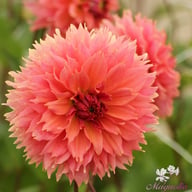 Orange Fubuki Dahlia Tuber