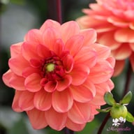 Orange Girl Dahlia Tuber
