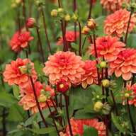 Orange Girl Dahlia Tuber