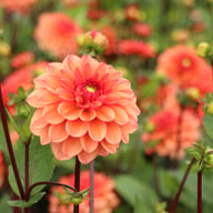 Orange Girl Dahlia Tuber