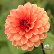 Orange Girl Dahlia Tuber