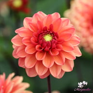 Orange Girl Dahlia Tuber