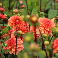 Orange Girl Dahlia Tuber