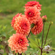 Orange Girl Dahlia Tuber