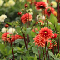 Orange Girl Dahlia Tuber