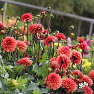 Orange Girl Dahlia Tuber