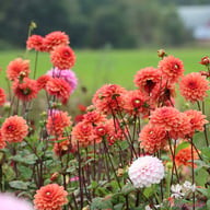 Orange Girl Dahlia Tuber