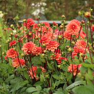 Orange Girl Dahlia Tuber