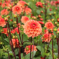 Orange Girl Dahlia Tuber