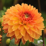 Orange Impact Dahlia Knöl