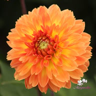 Orange Impact Dahlia Knöl