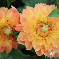 Orange Impact Dahlia Knöl
