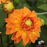Orange Impact Dahlia Knöl
