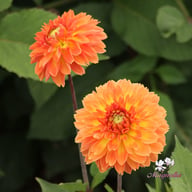 Orange Impact Dahlia Knöl