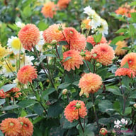 Orange Impact Dahlia Knöl