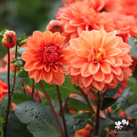 Orange Nugget Dahlia Tuber
