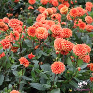 Orange Nugget Dahlia Tuber