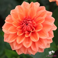 Orange Nugget Dahlia Tuber