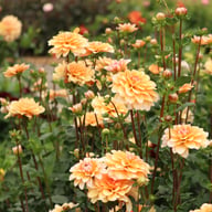 Orange Perception Dahlia Tuber
