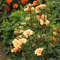 Orange Perception Dahlia Tuber