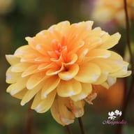 Orange Perception Dahlia Knöl